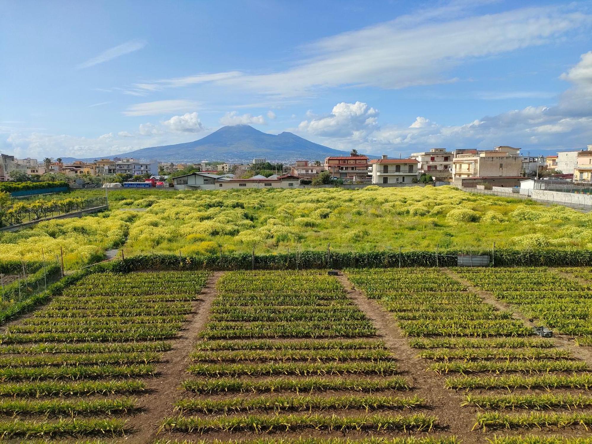 Lilla Housing Apartment Castellammare di Stabia Luaran gambar